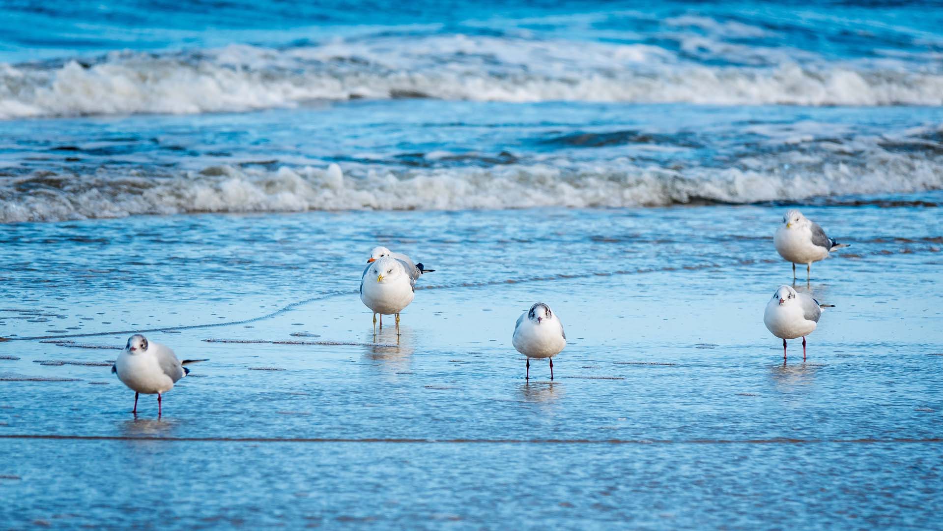 individuelle Strandkörbe kaufen